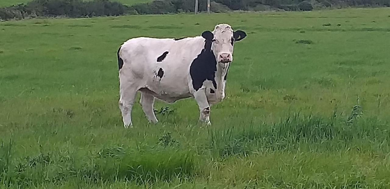 Murphys Irish Farmhouse Tralee Buitenkant foto